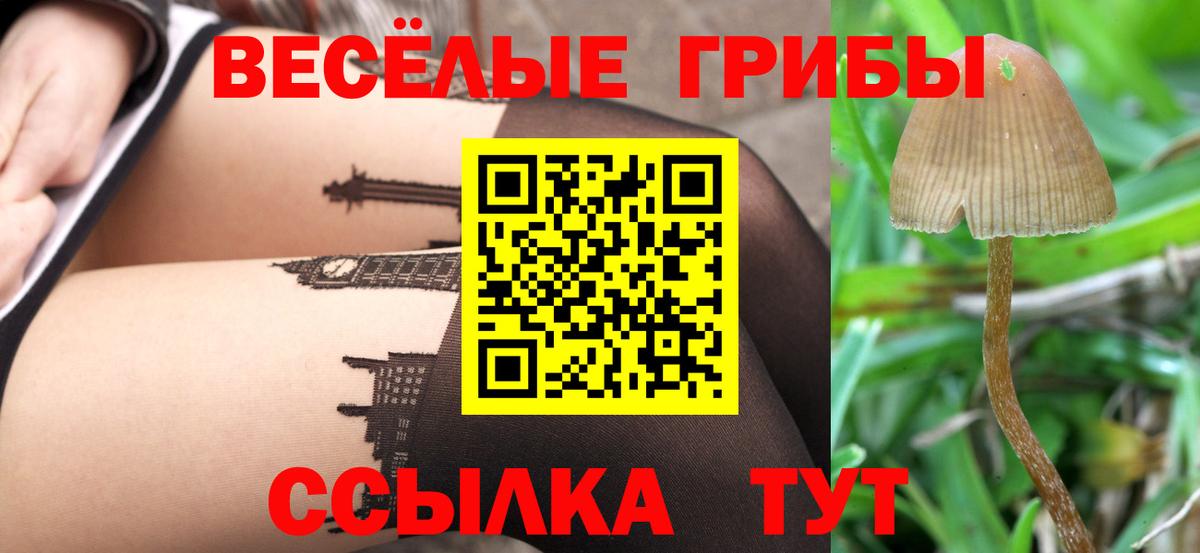 Псилоцибиновые грибы Psilocybe Кстово